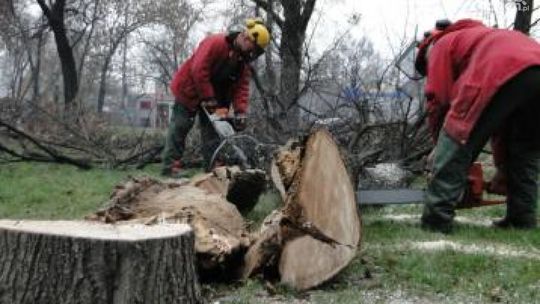 ZUK ogłasza przetarg na sprzedaż drewna