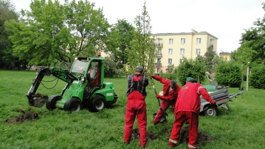 ZUK posadzi ponad 100 drzew