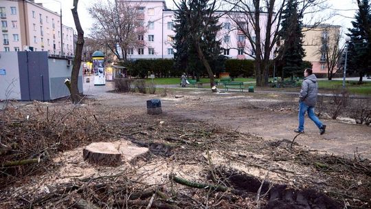 ZUK prowadzi wycinkę na skwerze przy dworcu PKP