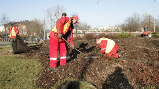ZUK przesadza rośliny z ronda na rondo