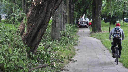 ZUK przycina drzewa i uważa na ptaki