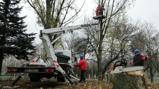 ZUK przystąpił do cięć pielęgnacyjnych drzew i krzewów