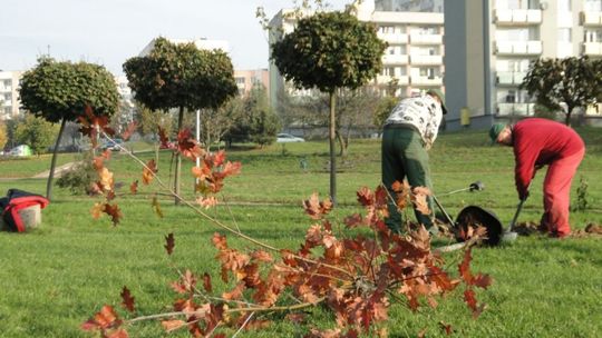 ZUK sadzi dęby i buki. Za 20 tys. zł