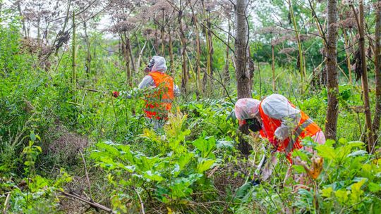 Zwalczanie barszczu Sosnowskiego. Zajmie się tym Nadleśnictwo Radom