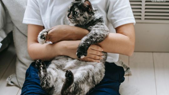 Zwalczanie sierści zwierzaka w mieszkaniu – porady i triki