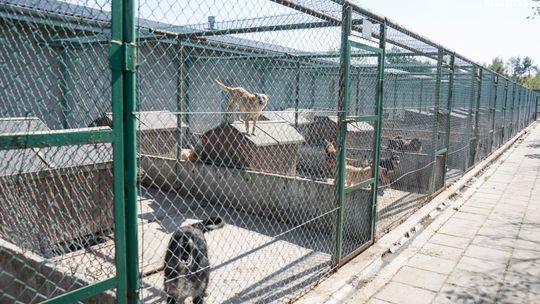 Zwierzakom będzie przyjemniej