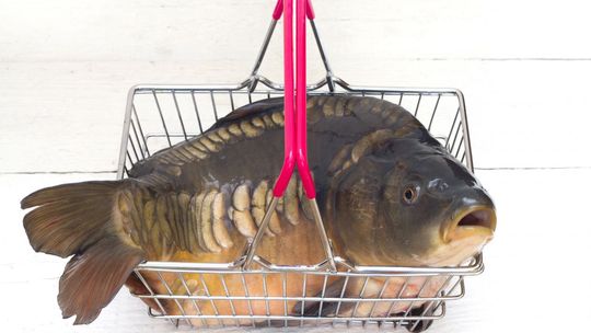 Żywe karpie w reklamówkach. Będzie zakaz?