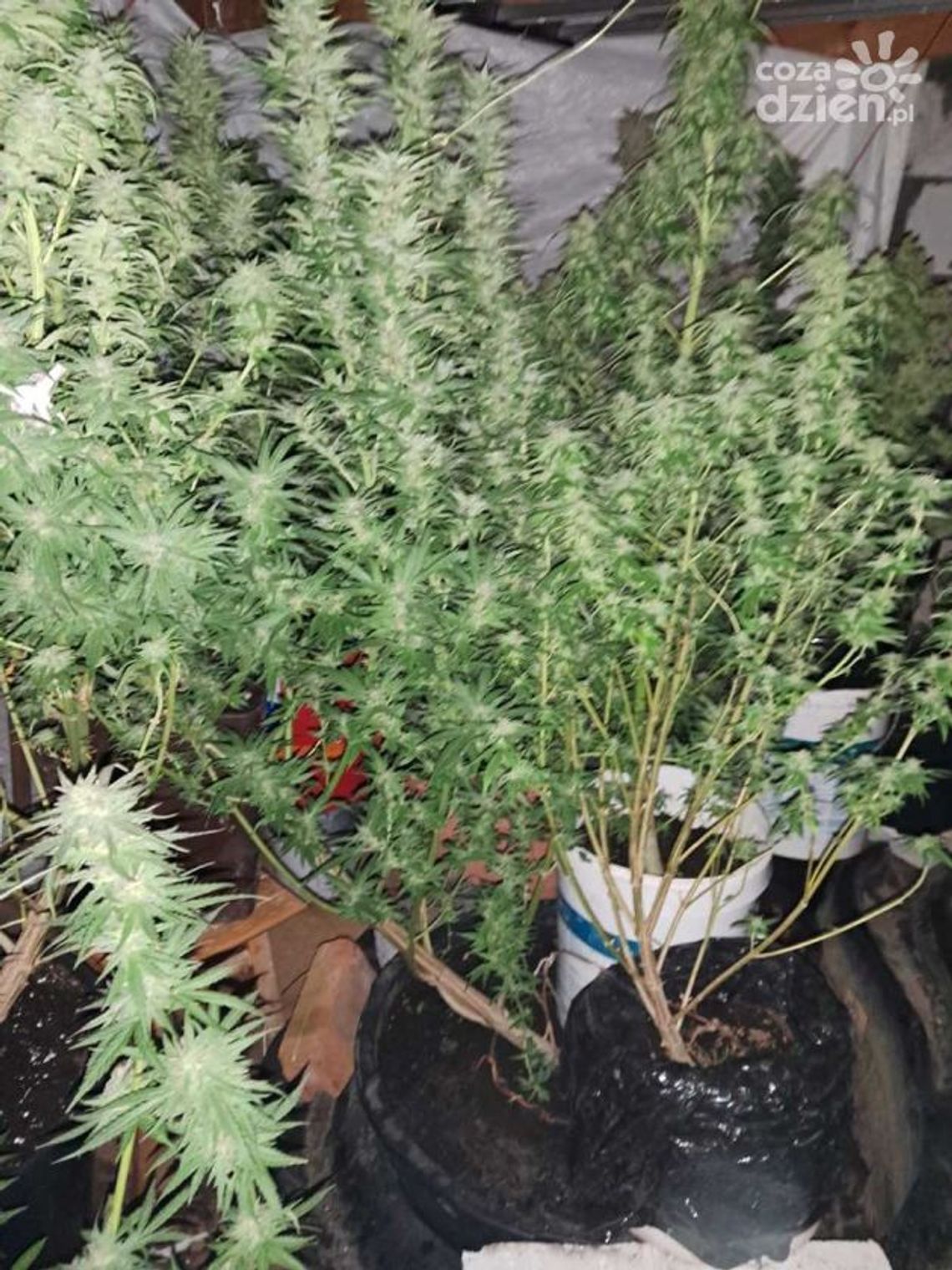 1,5 kg narkotyków na poddaszu