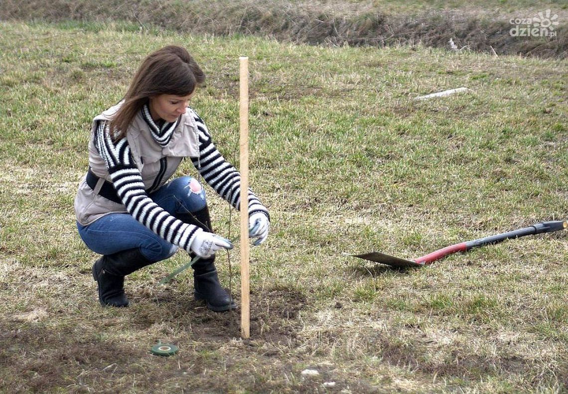 100 nowych drzew na Godowie