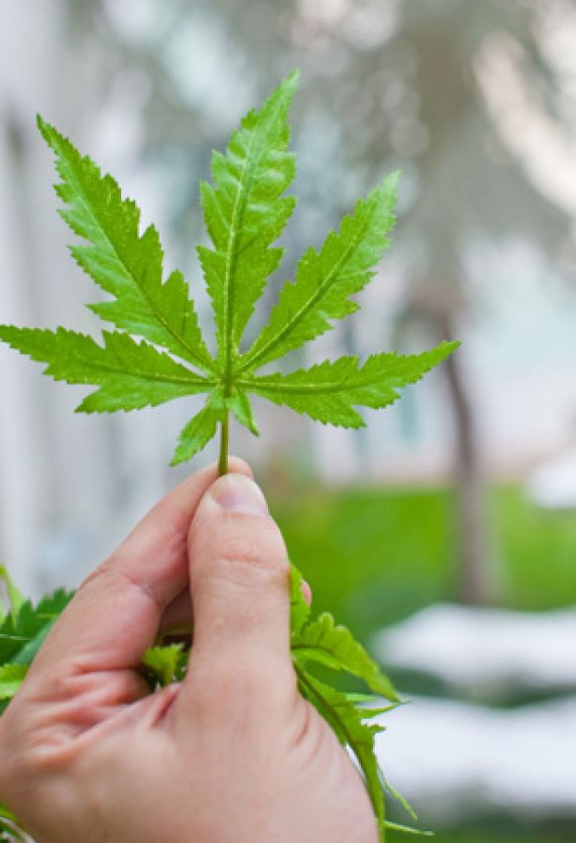 16- latek sprzedawał marihuanę przed szkołą 16- latek sprzedawał marihuanę przed szkołą