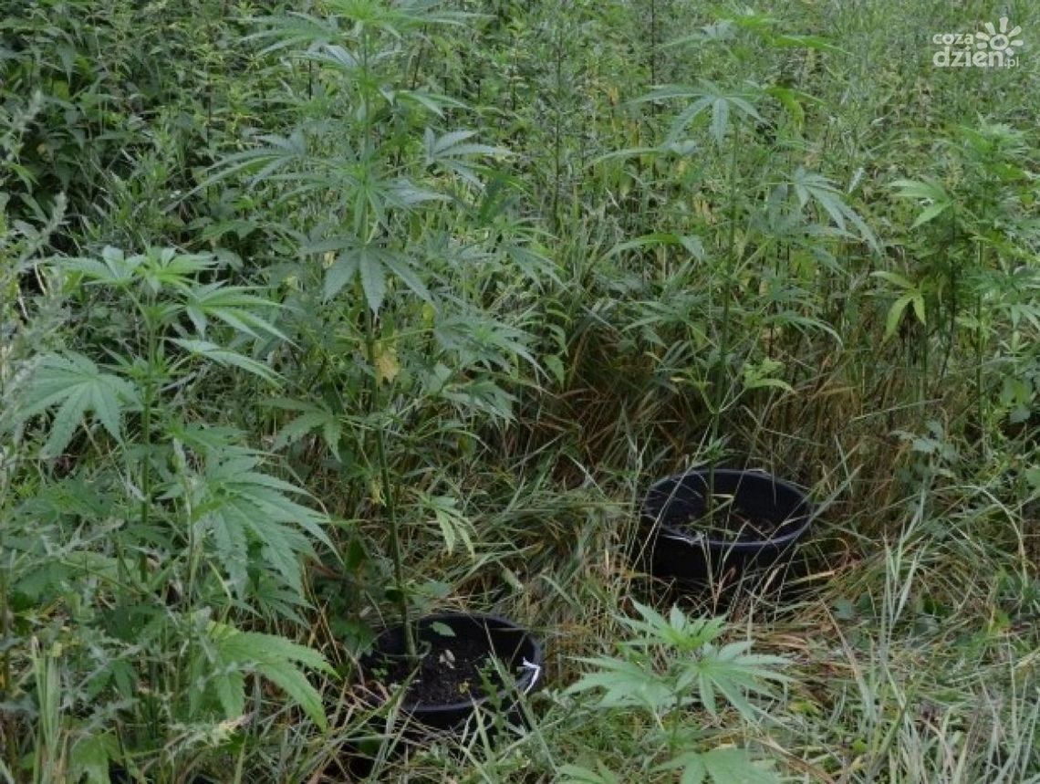 23-latek z Radomia handlował narkotykami