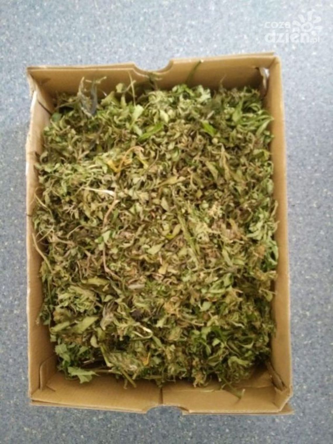 25-latek zatrzymany za posiadanie narkotyków