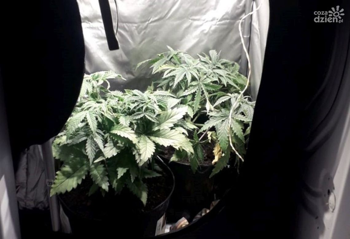 27-latek z Radomia zatrzymany za narkotyki