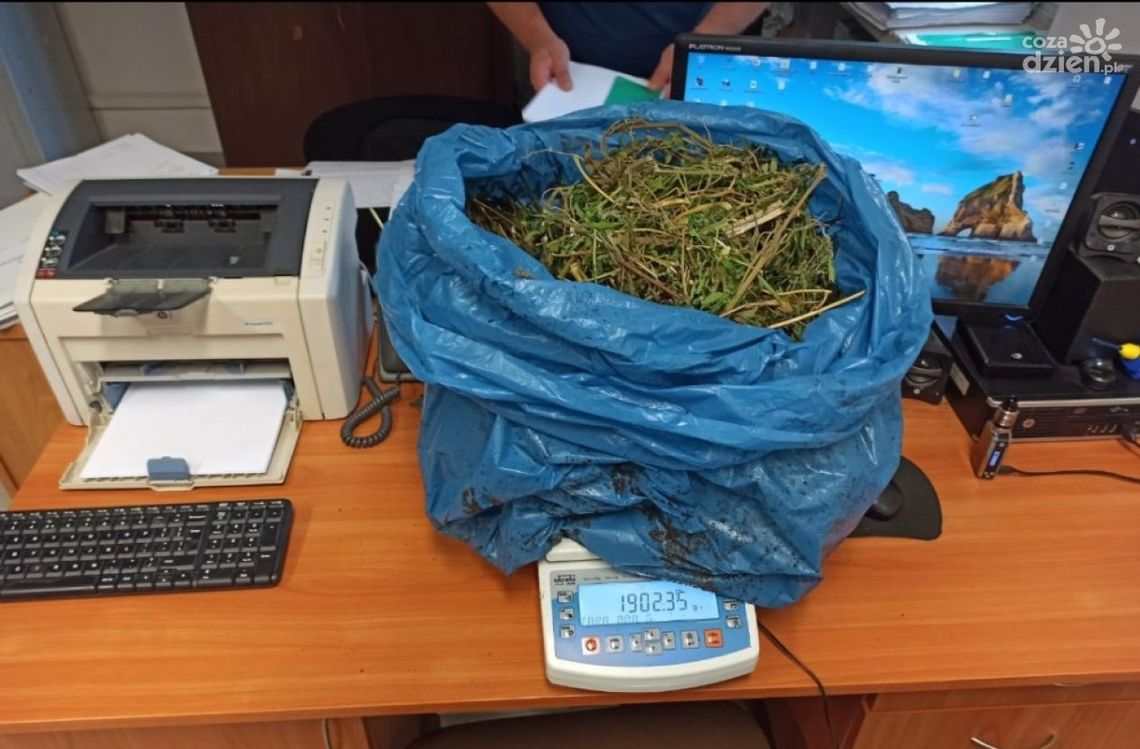 32-latek z Białobrzegów zatrzymany za narkotyki. Miał blisko dwa kilogramy marihuany