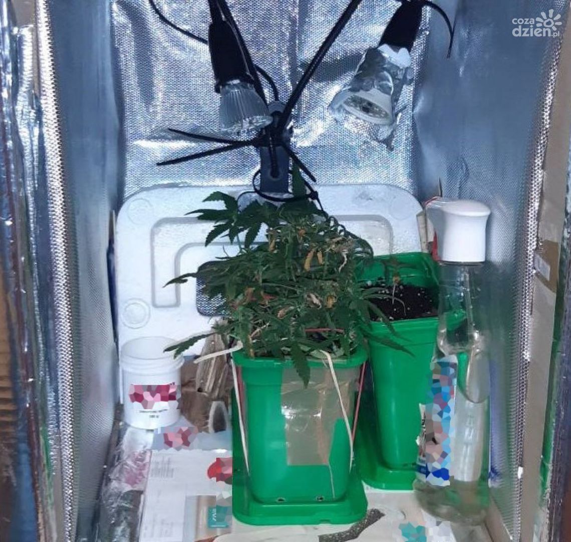 37-latek z Pionek zatrzymany za marihuanę 37-latek z Pionek zatrzymany za marihuanę