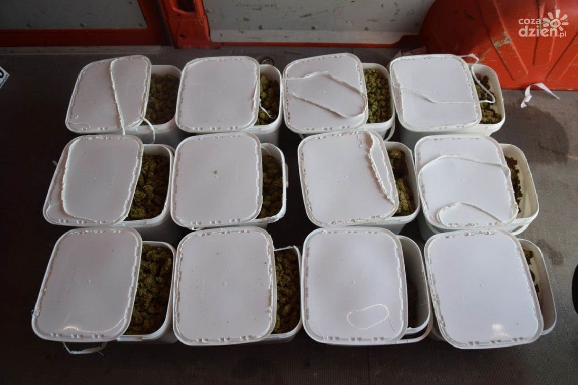 38 kg marihuany w wypożyczonym samochodzie 38 kg marihuany w wypożyczonym samochodzie