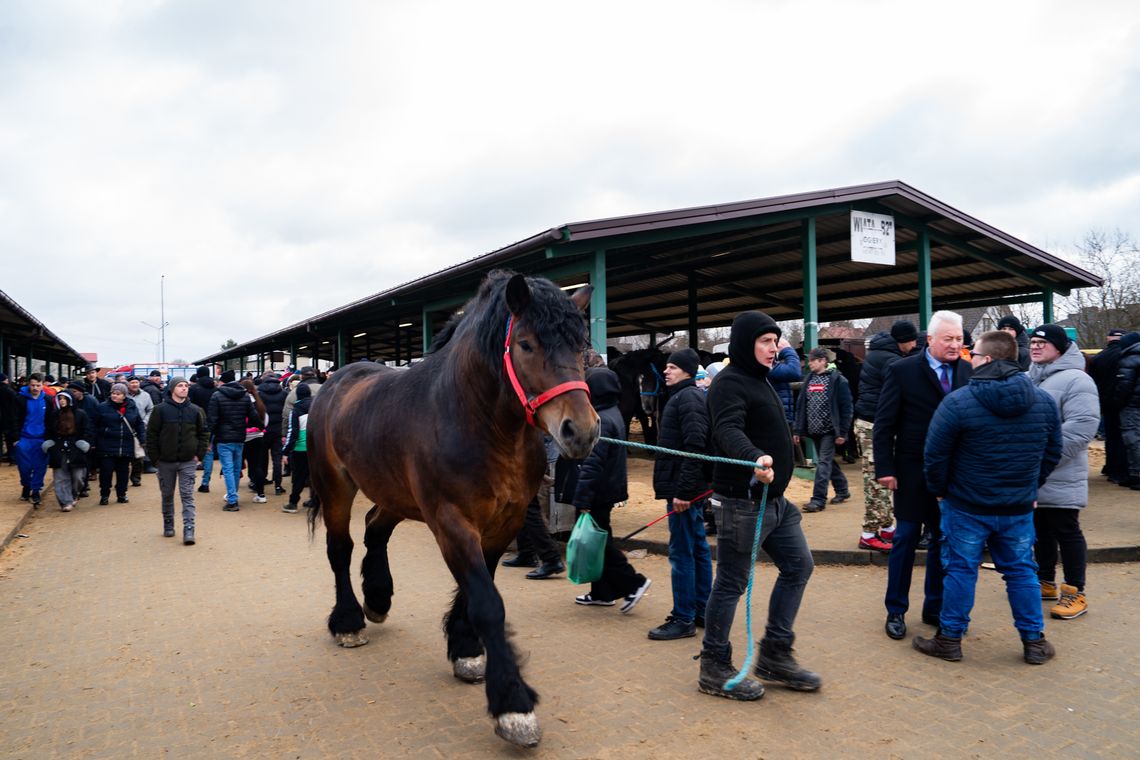 393. Skaryszewski Jarmark Koński "Wstępy” 393. Skaryszewski Jarmark Koński "Wstępy”