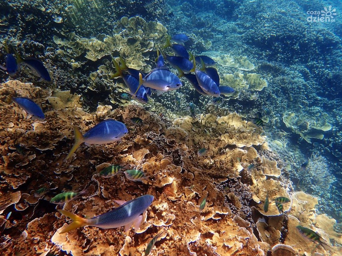 5 powodów, dla których trzeba zobaczyć Australię i Oceanię!