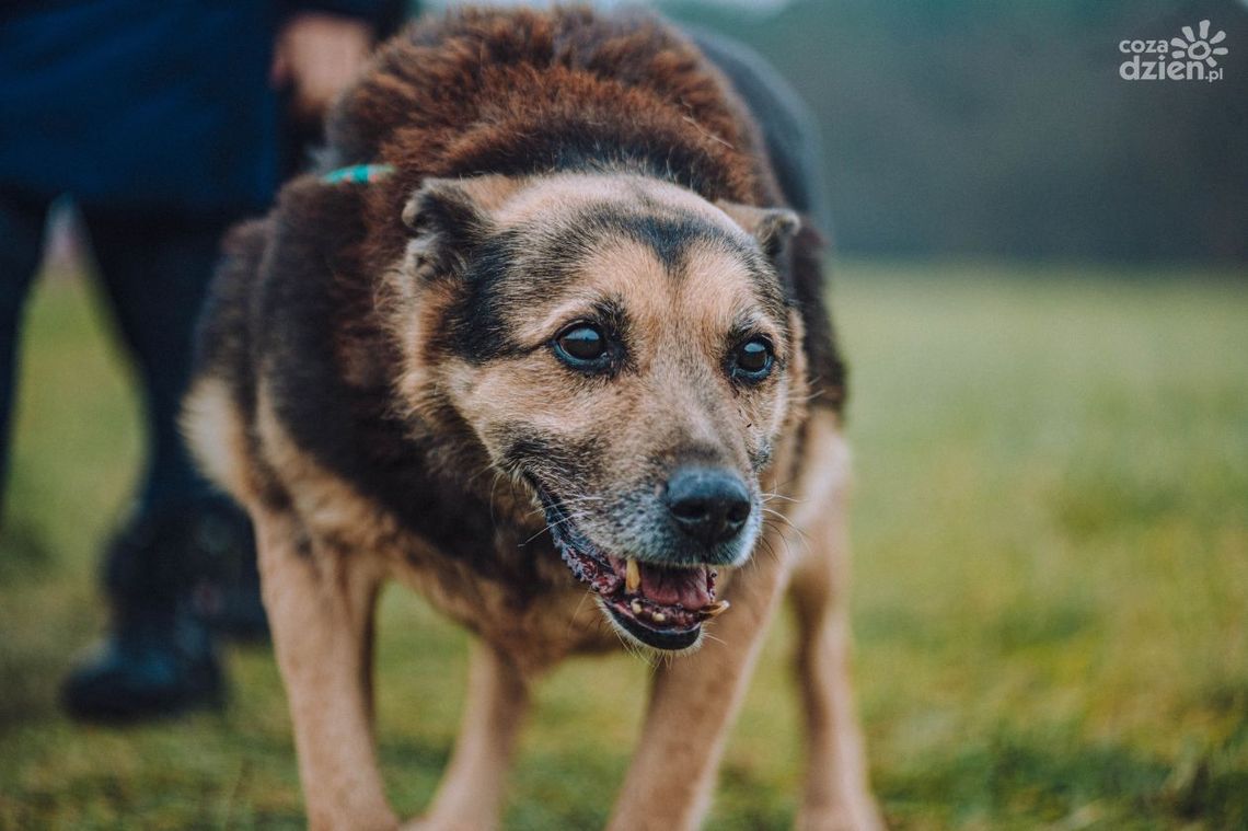 64-latek skatował psa. Usłyszał zarzuty 