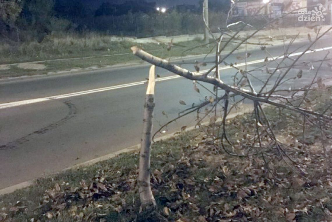 65-latek niszczył drzewa przy Wernera