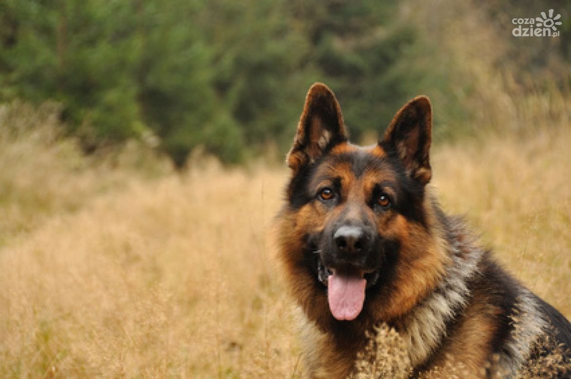 650 rasowych psów w Radomiu!