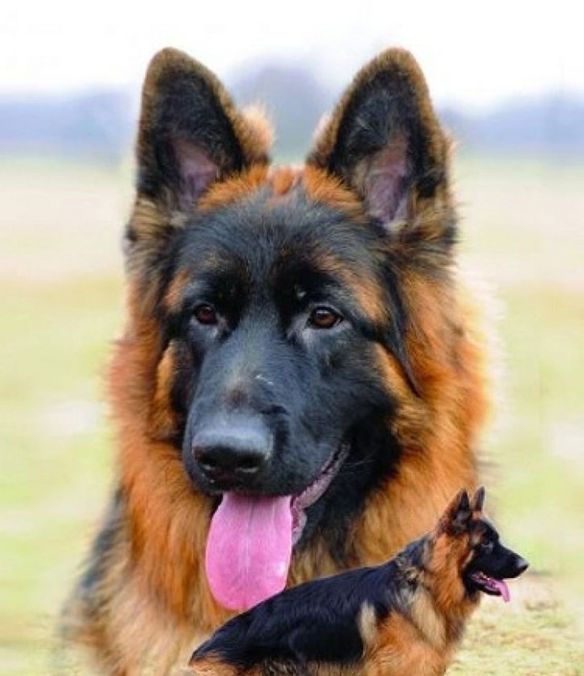 650 rasowych psów w Radomiu!