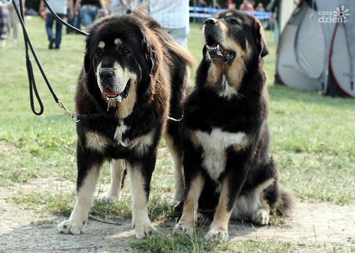 800 psich piękności w Radomiu!