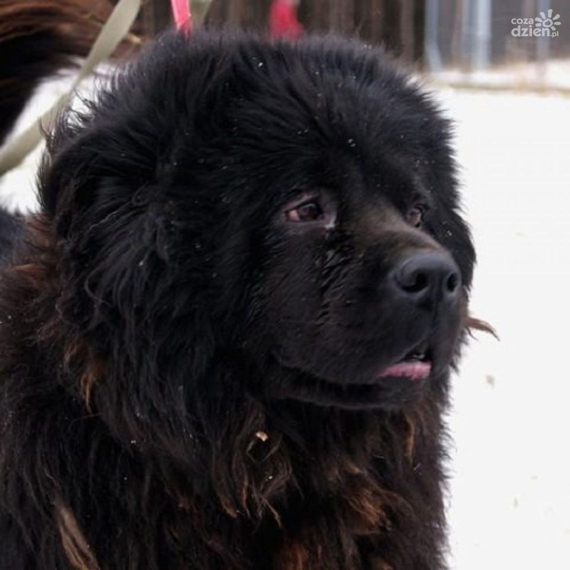 Adoptuj psiaka! Adoptuj psiaka!