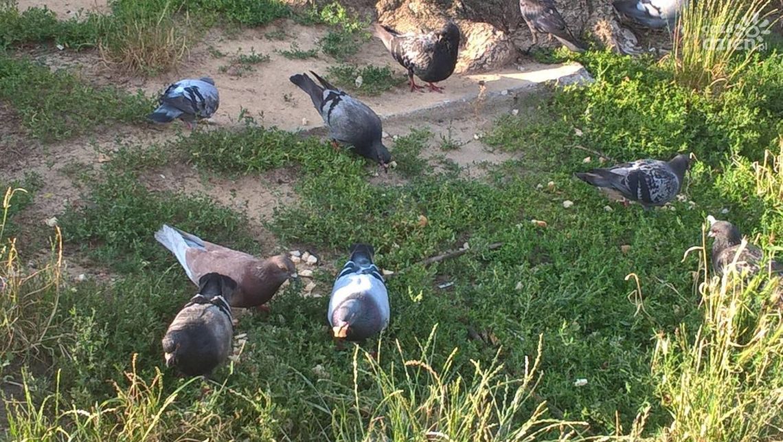 Air Show 2018. Apel do hodowców gołębi Air Show 2018. Apel do hodowców gołębi