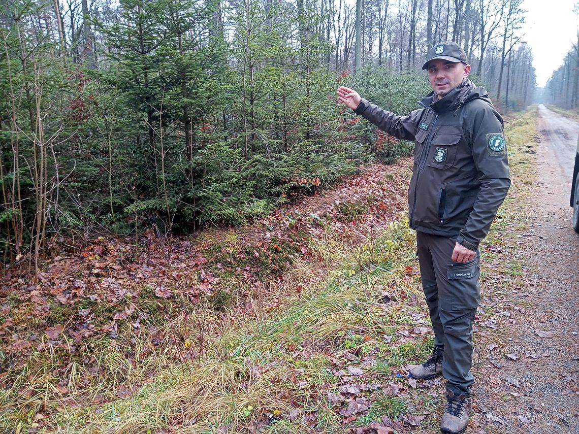 Akcja "Choinka" w Nadleśnictwie Radom. Nie wycinaj, nie kradnij, kup z legalnego źródła! Nadleśnictwo Radom