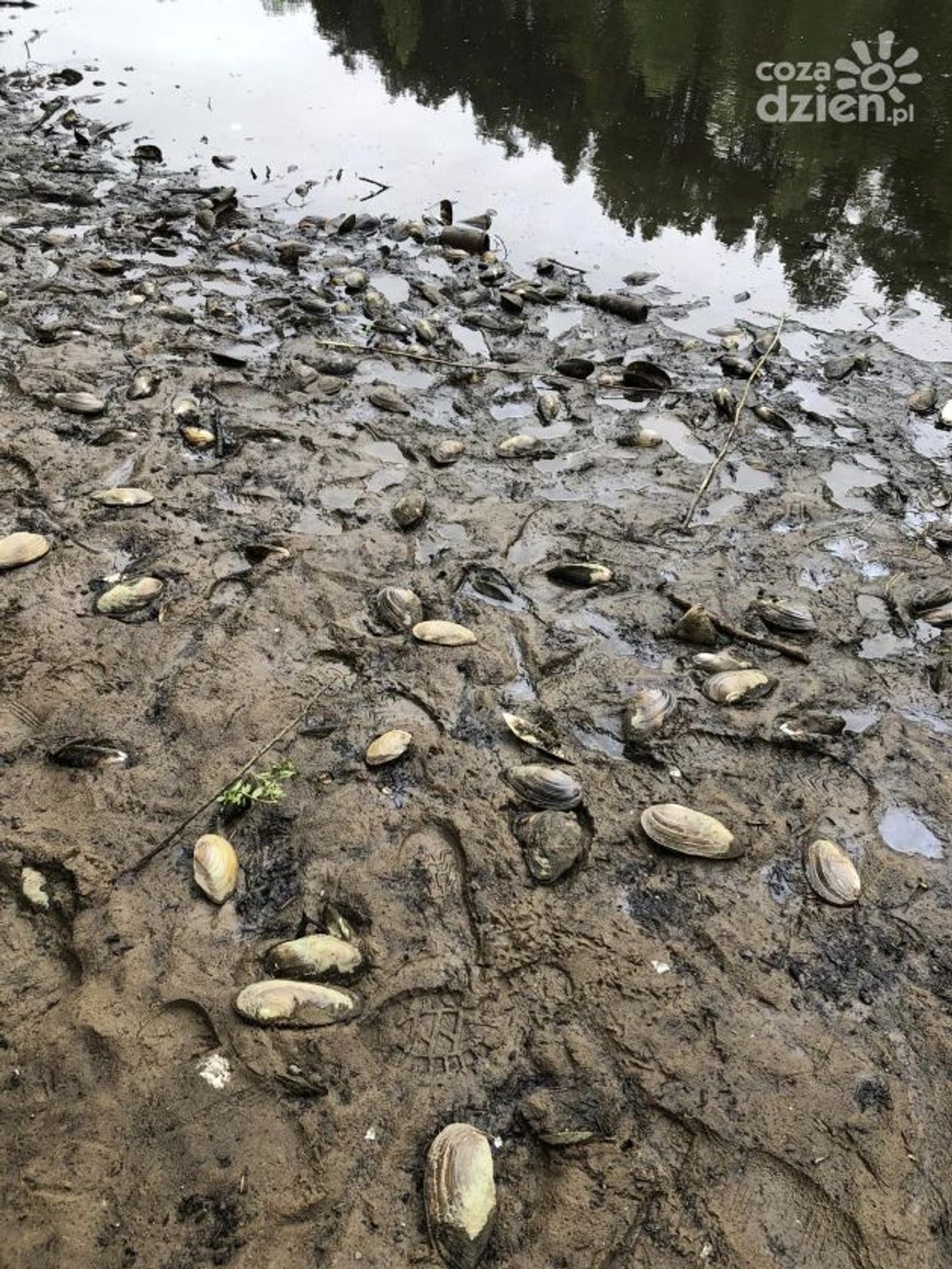 Akcja ratowania ryb i małży w Jedlni-Letnisku! Akcja ratowania ryb i małży w Jedlni-Letnisku!