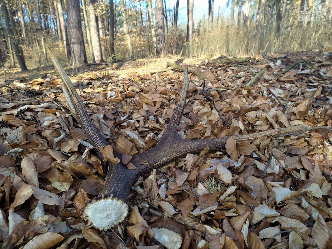 Akcja "Wieniec" - aż 119 nieprawidłowości