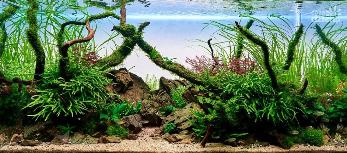 Akwarystyka naturalna - akwarium w stylu mizube Akwarystyka naturalna - akwarium w stylu mizube