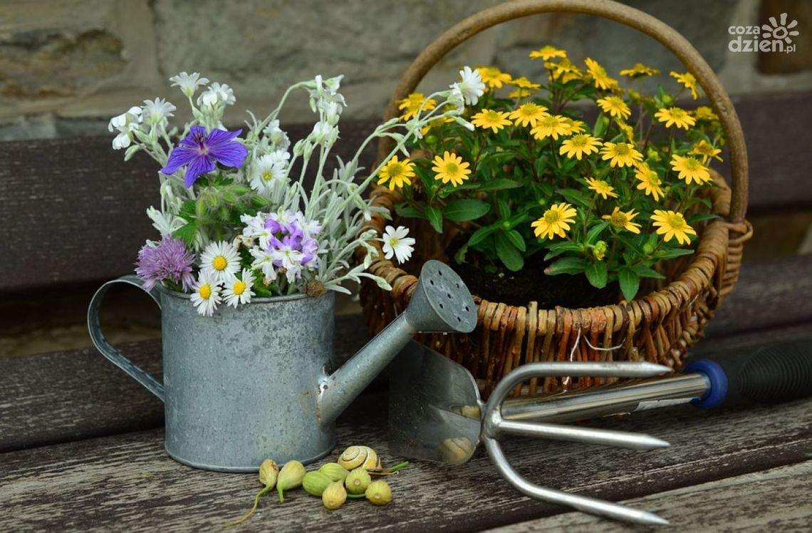 Amfiteatr chce stworzyć ogród sąsiedzki