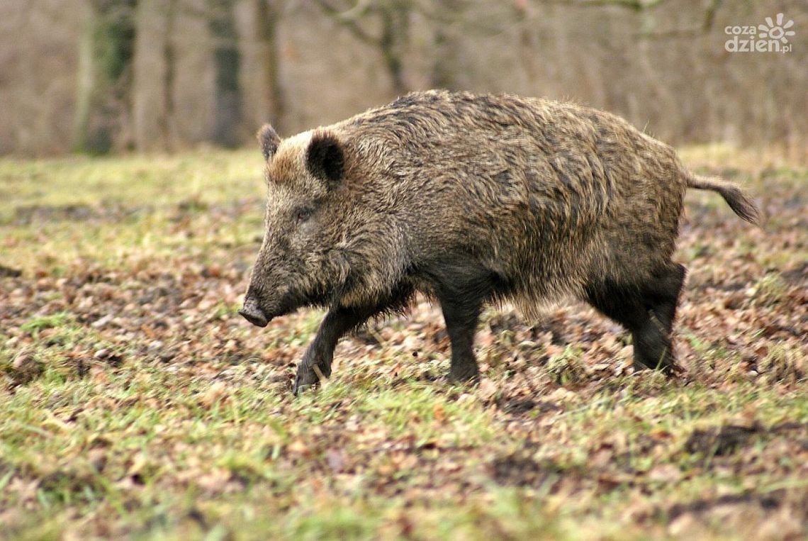 ASF. Zwiększono zasięg w gminie Iłża i Skaryszew