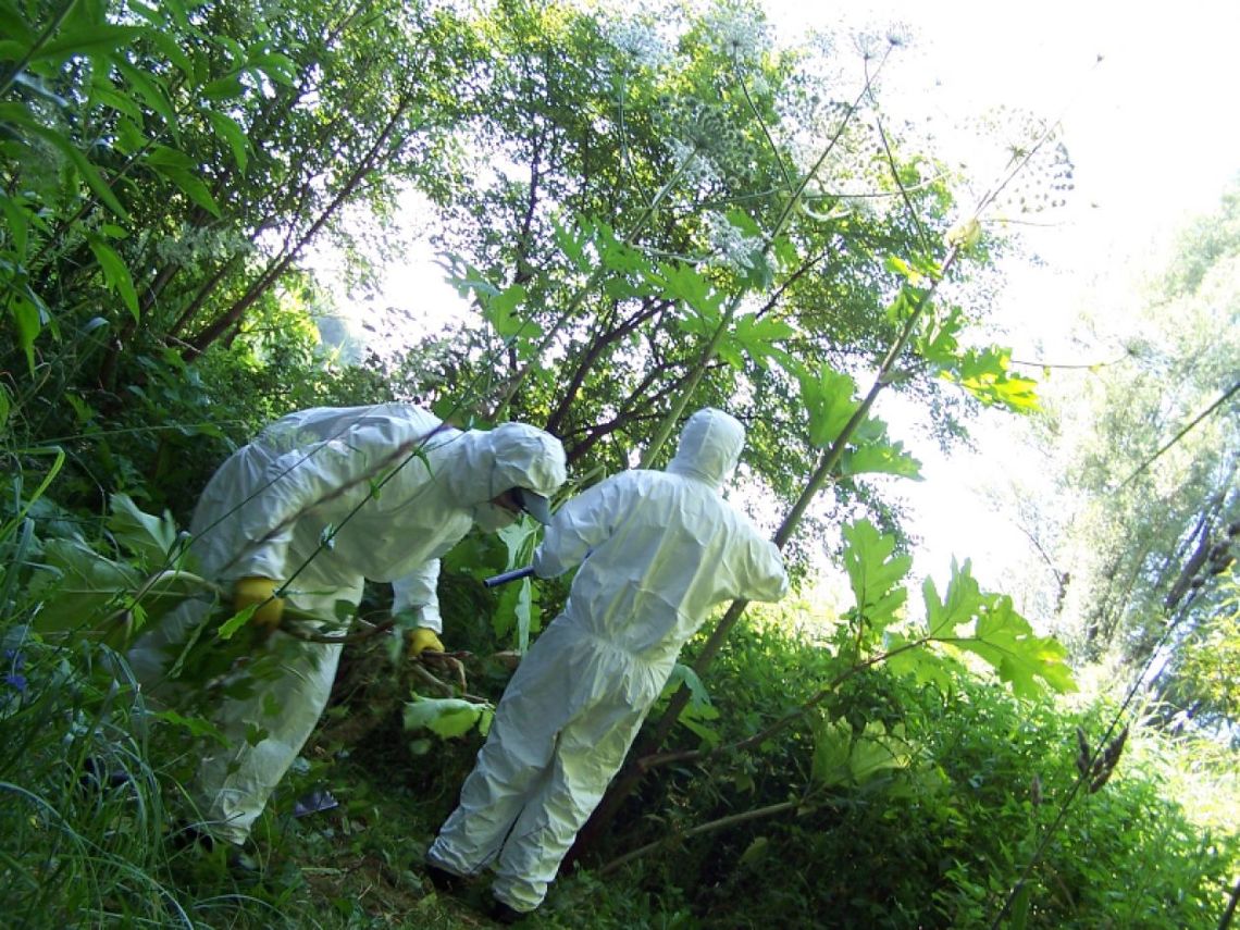 Barszcz Sosnowskiego zlikwidowany