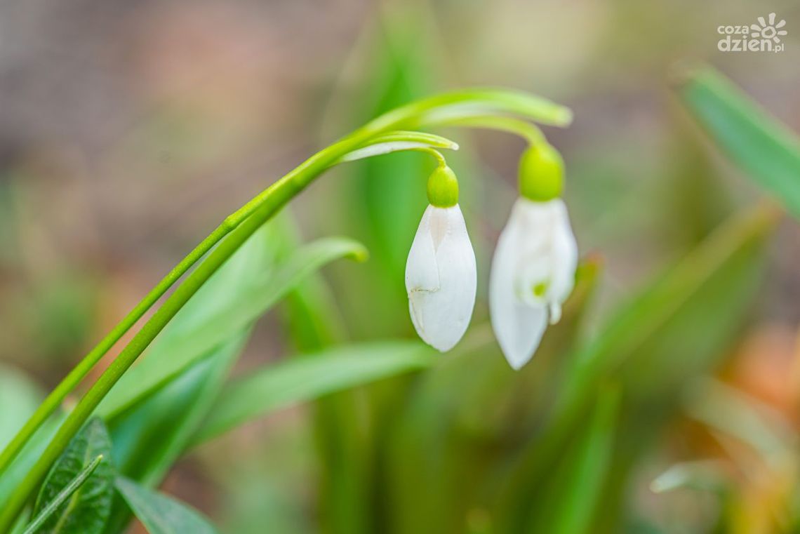 Będą kolejne łąki kwietne