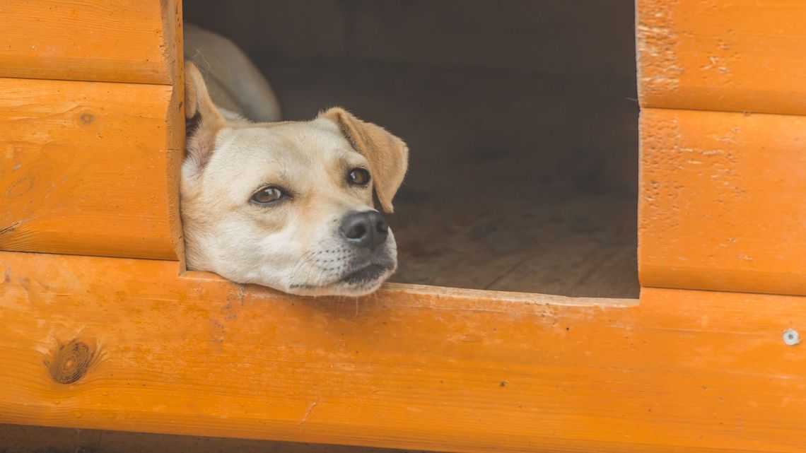 Będzie remont schroniska. Roztrzygnięto przetarg