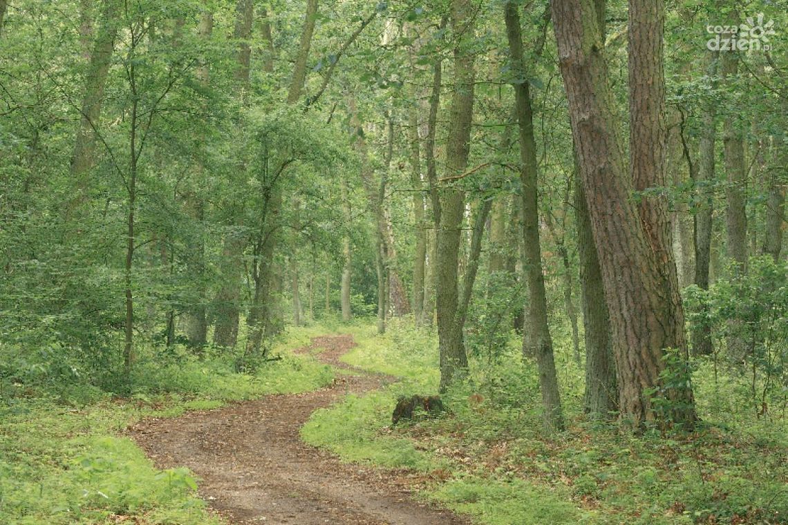 Będzie rewitalizacja Lasu Kapturskiego! - to na prima aprilis