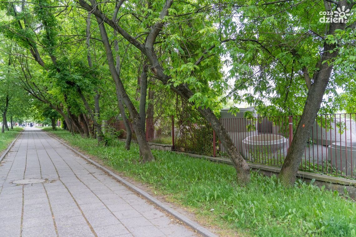 Będzie wycinka drzew przy ul. Narutowicza Będzie wycinka drzew przy ul. Narutowicza