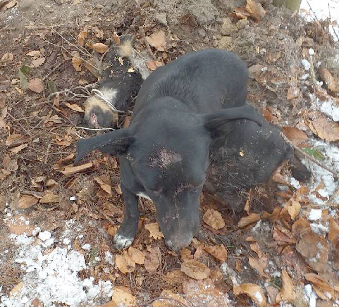 Bestialski atak na psy. Sprawca zatrzymany