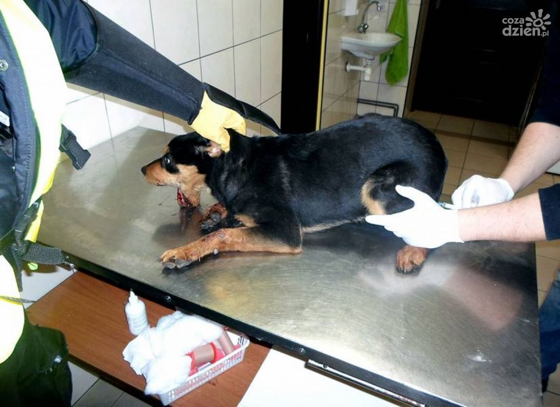 Bestialsko skatowano psa na Wólce Klwateckiej!