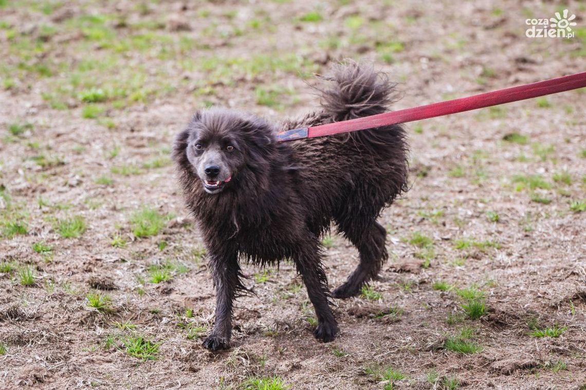 Bezdomne psiaki na Rynku. Przyjdź na piknik charytatywny
