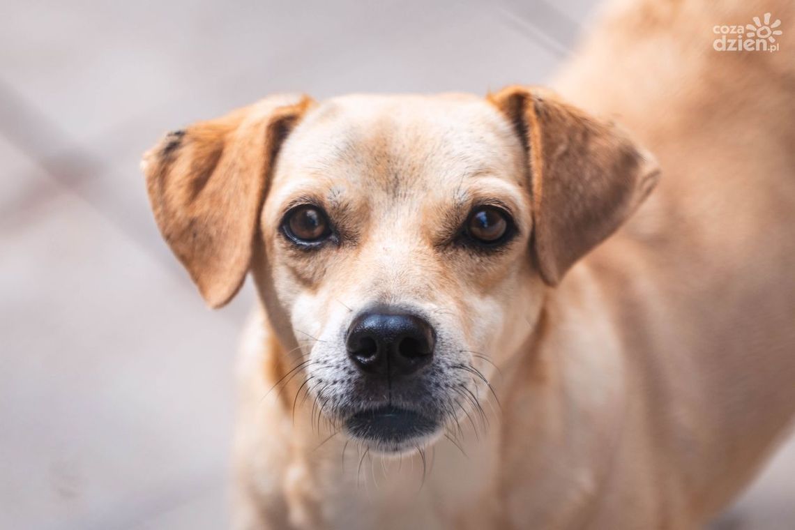 Bezpłatna sterylizacja psów i kotów Bezpłatna sterylizacja psów i kotów