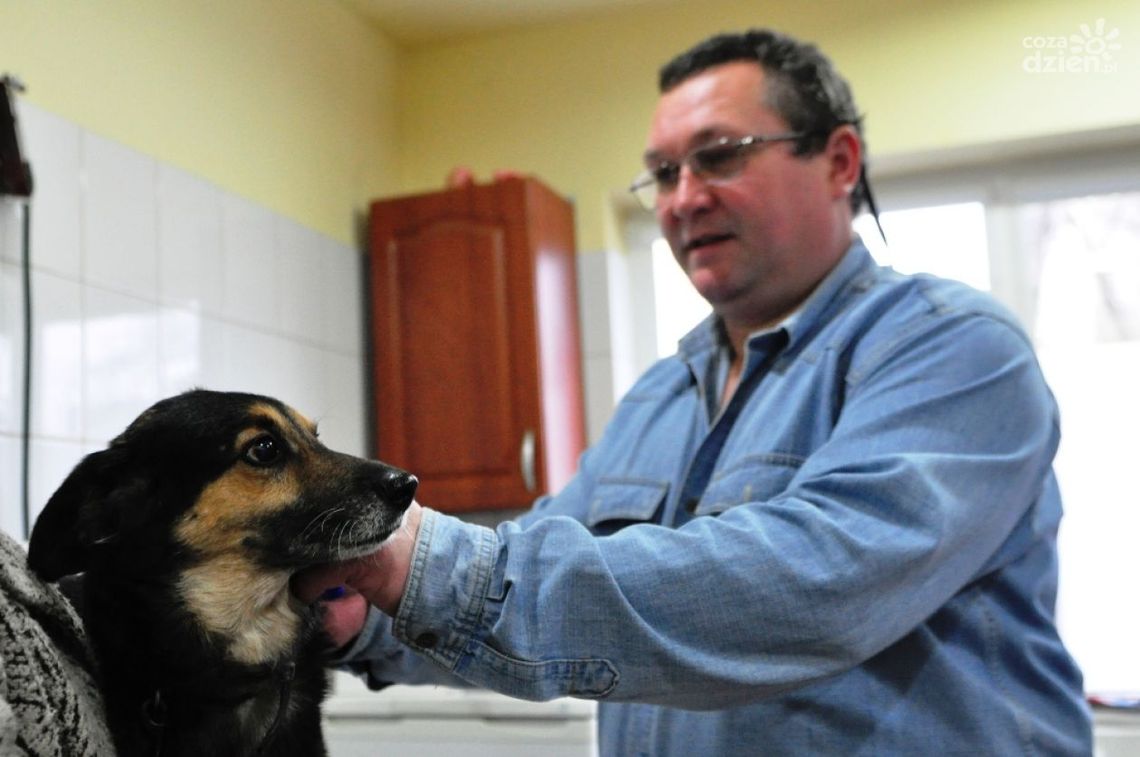 Bezpłatnie zaczipują radomskie psy