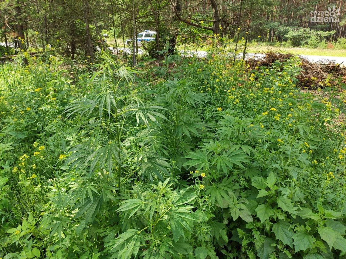 Białobrzegi. Policjanci zabezpieczyli 25 krzewów konopi indyjskiej
