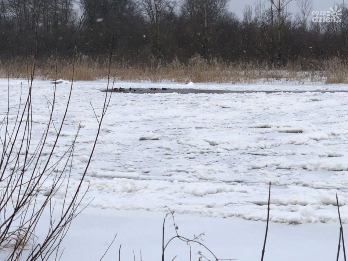 Białobrzegi. Rzeka miejscami wystąpiła z brzegów.