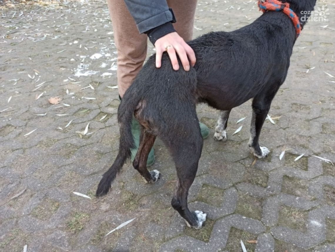 Bił i głodził psa