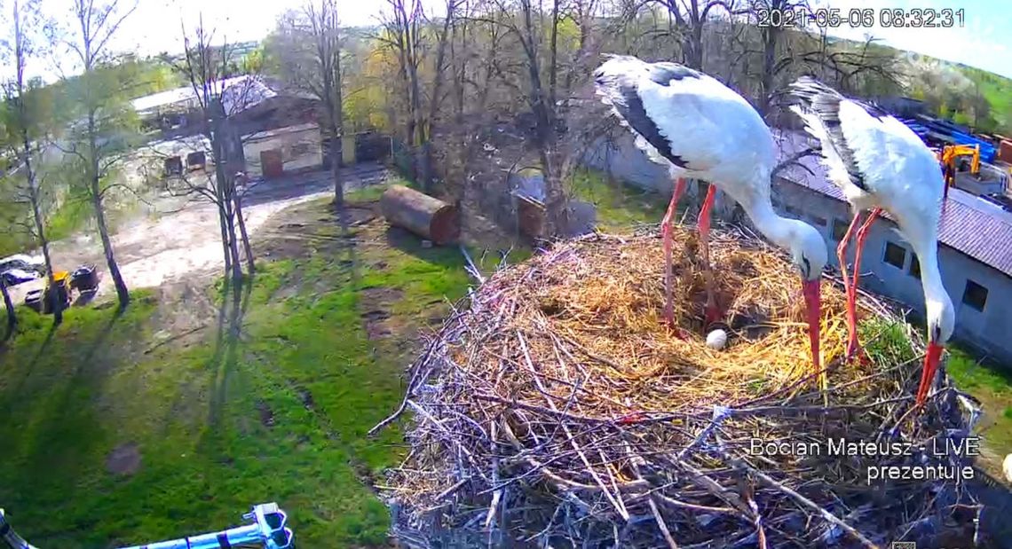 Bocian Mateusz ze Skaryszewa już wkrótce zostanie tatą