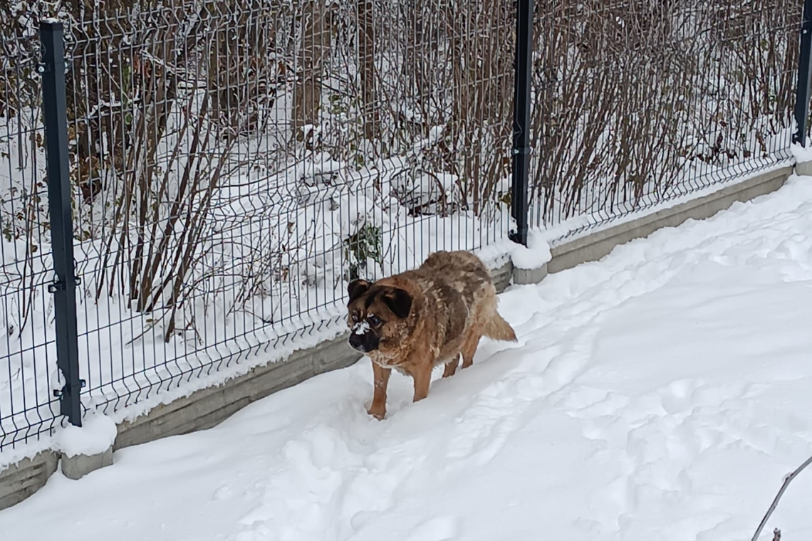 Brok ze stacji trafił do azylu